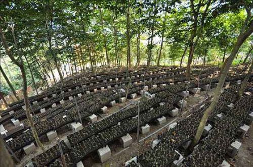 揭秘金线莲种植奥秘：从新手到专家的实用指南