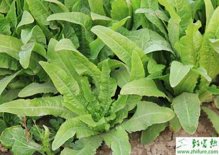 夏季叶生菜种植攻略：如何打造丰收的“绿洲”