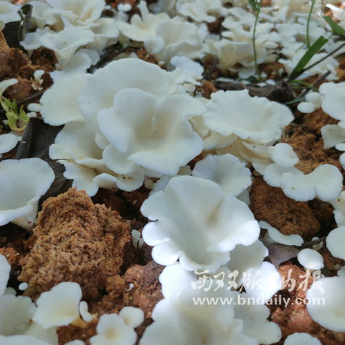 人工菌子种植技术：未来食品产业的绿色革命？