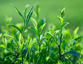 茶叶种植管理新篇章：揭秘高效可持续的种植技术
