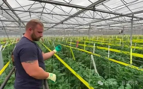 农业种植技术革新：揭秘现代农业的未来之路