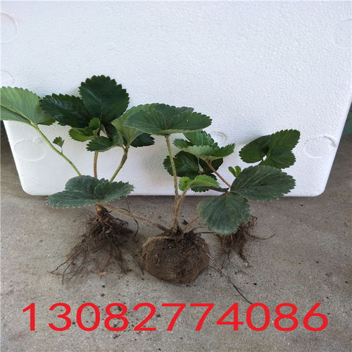 苗芽菜种植攻略：掌握这些技术，轻松收获绿色财富！