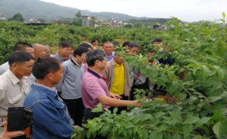 揭秘三华李种植秘籍：如何打造高品质果实？