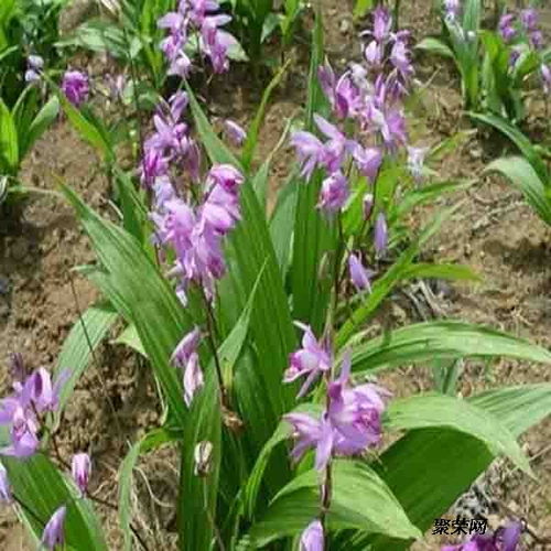 《白芨种植技术合作：揭秘高效益种植之路，携手共赢未来》