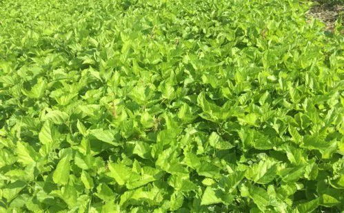 饲料桑种植技术革新：助力畜牧业绿色发展