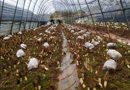 桑黄种植技术揭秘：揭开高效益菌菇的秘密面纱