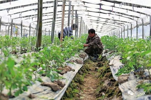 揭秘蔬菜大棚茄子种植技术：如何提高产量与品质？