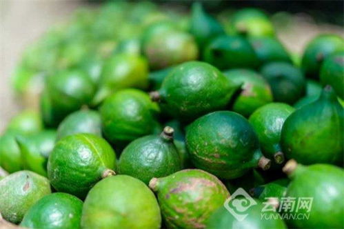 《澳洲坚果种植技术考试：掌握这门“黄金”技能，你准备好了吗？》