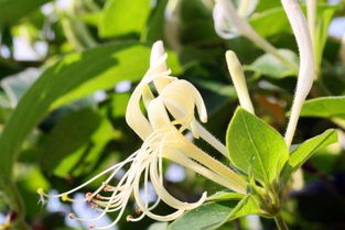 《揭秘金银花种植奥秘：如何打造高品质金银花园？》