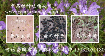 探秘黄芩种植：揭秘高效管理之道