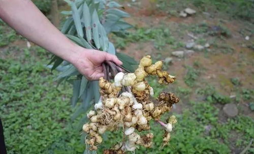 《破译自然奥秘：人工种植黄精技术解析与指南》