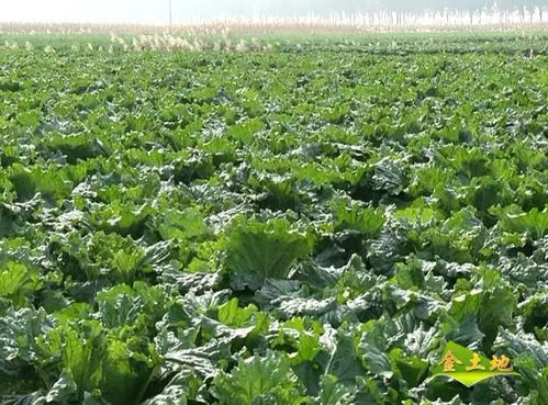 秋季大白菜种植攻略：如何培育出鲜嫩可口的美味佳肴？