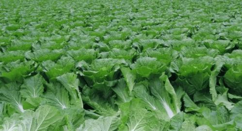 中国蔬菜种植技术网：引领农业现代化的绿色引擎