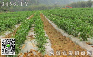 《大棚青椒种植，如何实现高产高效？揭秘高效管理关键技术》