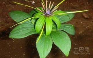 揭秘重楼种植技术：如何让“黄金植物”绽放新光彩？