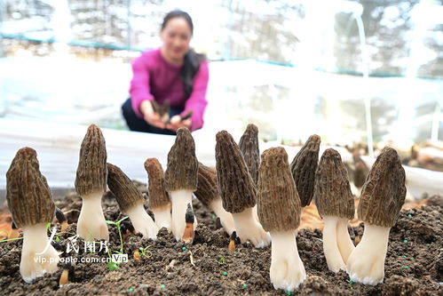 《羊肚菌种植：揭秘高效种植秘诀，开启生态农业新篇章》