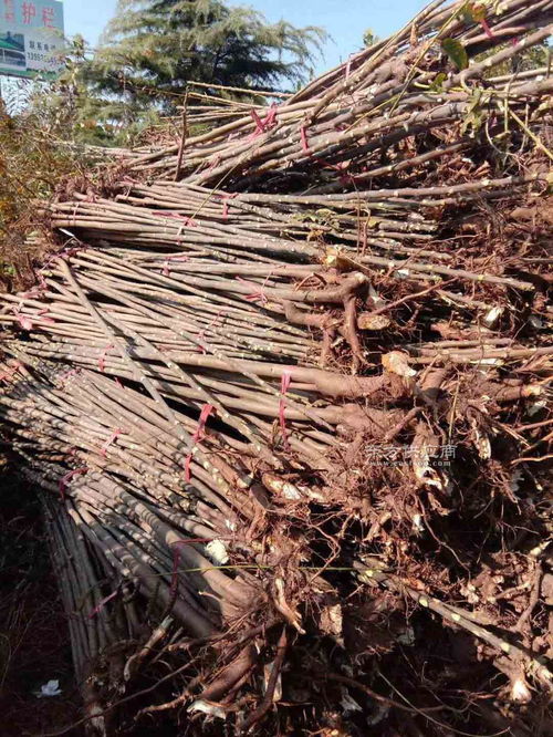 《红芽香椿树种植技术解析：如何打造绿色财富的“香椿王”》