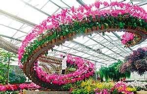 《自然绽放：揭秘花卉种植技术新篇章》
