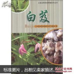 白芨种植技术揭秘：如何实现中药材的高效产出？