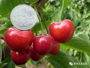 黑樱桃种植：揭秘高效益的秘密花园