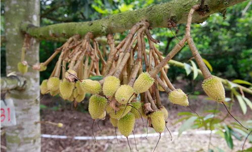 揭秘温室榴莲种植：技术革新助力热带水果新篇章