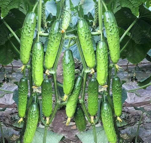 《黄瓜种植哪家强？揭秘全球黄瓜种植技术巅峰对决》