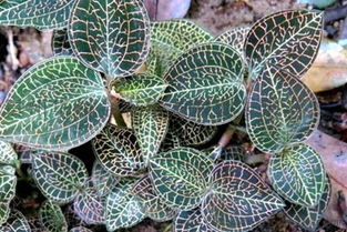 金线莲种植新篇章：揭秘高效种植技术，打造绿色财富之路