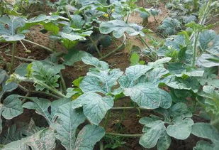 西瓜种植全套技术揭秘：如何种出甜美多汁的夏日佳品？