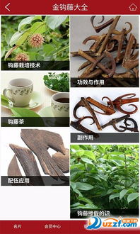 揭秘钩藤种植奥秘：如何培育出优质钩藤？