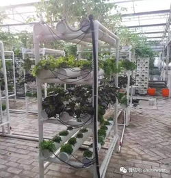 揭秘有机农业新篇章——有机种植技术培训，助力绿色未来