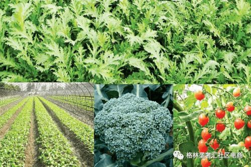 绿色生活新风尚：蔬菜种植技术视频盆栽，家庭园艺的绿色革命