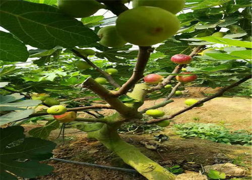 《盆栽无花果，家庭园艺新宠：种植技术全解析》