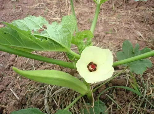 《秋葵种植：掌握时间，收获绿色财富——揭秘秋葵种植技术与关键时期》