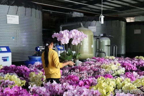 《揭秘花卉种植秘诀：如何打造你的绿色花园？》