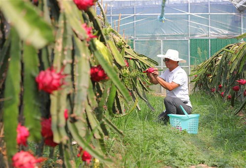 揭秘火龙果温棚种植技术：如何实现高效益的绿色农业？