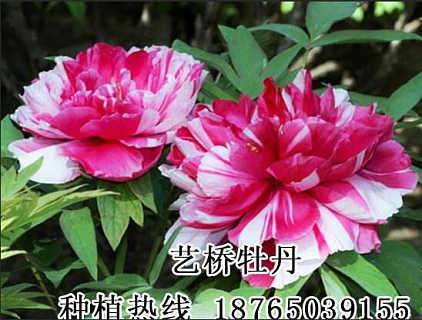 《牡丹绽放的秘密：揭秘观赏牡丹种植技术视频，打造您的私家花园！》