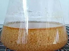 揭秘菌种种植：如何高效培育健康、优质的食用菌？