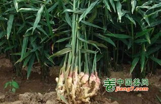 大姜种植技术革新：肥料选择与施用策略，揭秘高效种植秘诀