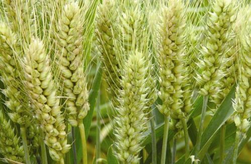 《小麦750公斤/亩种植技术揭秘：如何实现亩产新突破？》