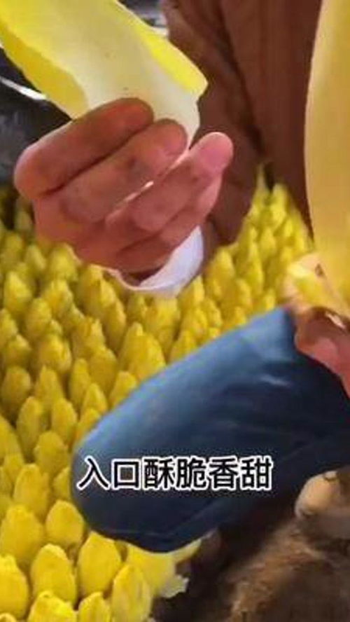 金玉兰菜种植技术揭秘：如何实现高产高效？