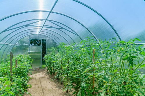 大棚番茄种植：揭秘高效管理之道