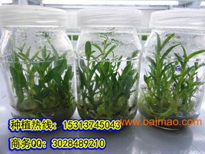 揭秘霍山铁皮石斛种植技术：绿色财富的培育之道