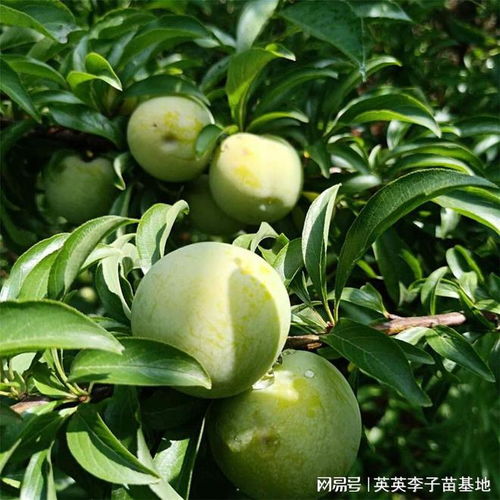 李子种植技术规程：如何打造优质李子果园？