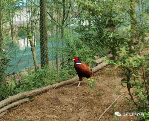 山鸡养殖新篇章：揭秘高效种植技术与精细化管理