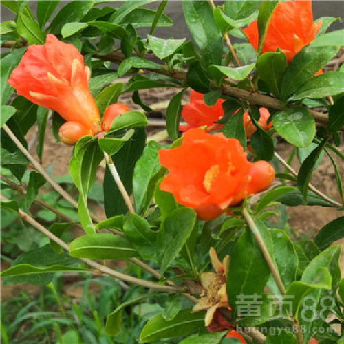 《大红袍石榴树种植技术揭秘：如何培育出果香四溢的“宝石”》