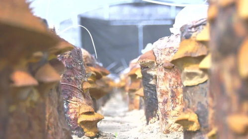 揭秘桑黄种植奥秘：技术革新引领产业新风向