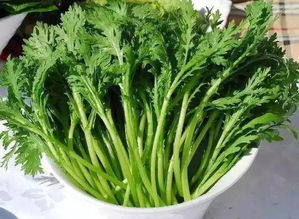 揭秘茼蒿菊种植奥秘：如何打造高效益的绿色家园？
