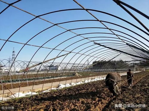 《揭秘早春大棚茄子种植秘籍：如何高效收获美味佳肴？》