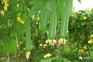 揭秘丝瓜种植秘诀：如何高效管理，打造丰收之果？