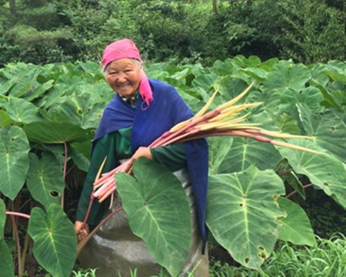 《毛芋头种植新篇章：揭秘高效管理之道》